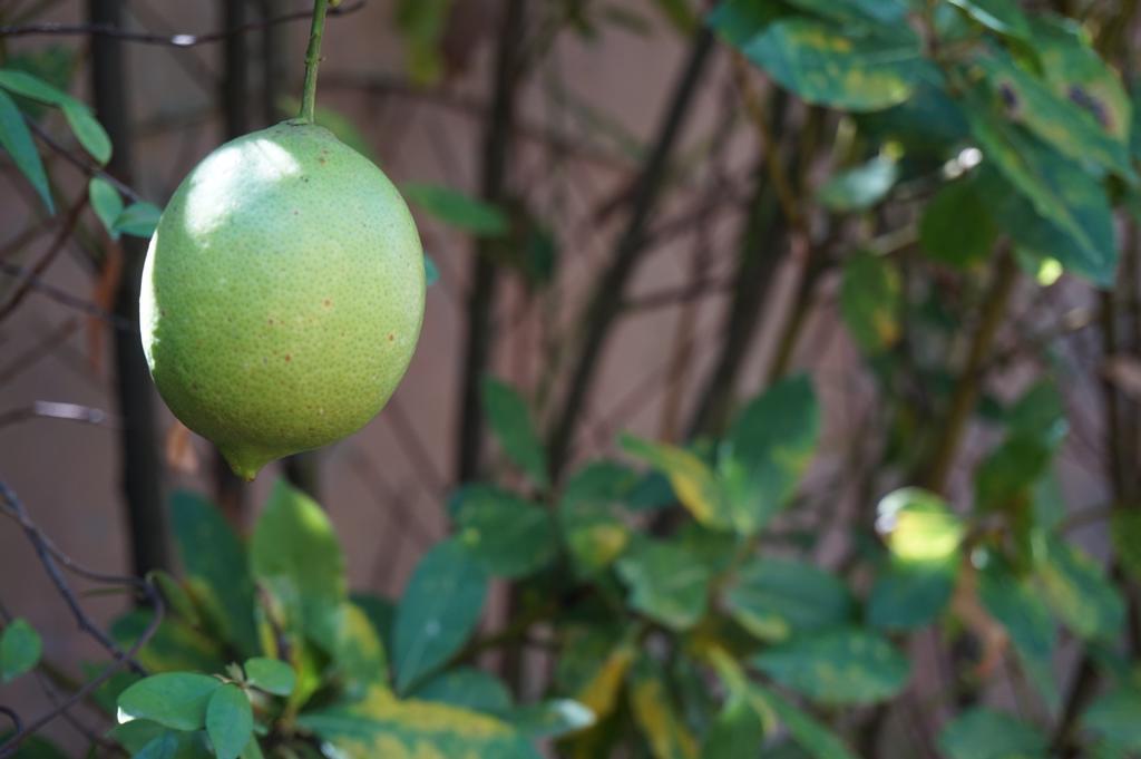Hotel Antica Dimora Horti Luculliani Rzym Zewnętrze zdjęcie